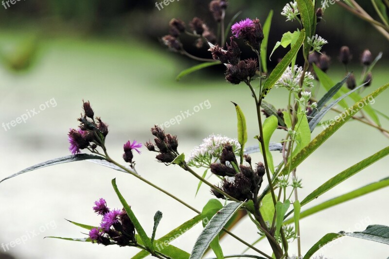 Blazingstar Flowers Autumn Alexandria Virginia