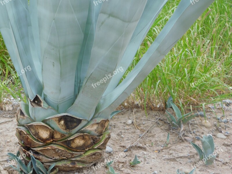 Succulent Agave Agave Blue Plant Earth