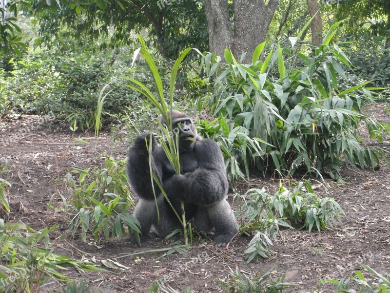 Forest Monkey Safari Animal Mammal