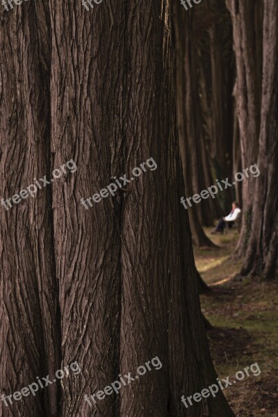 Quiet Moments Tall Trees In The Woods Free Photos