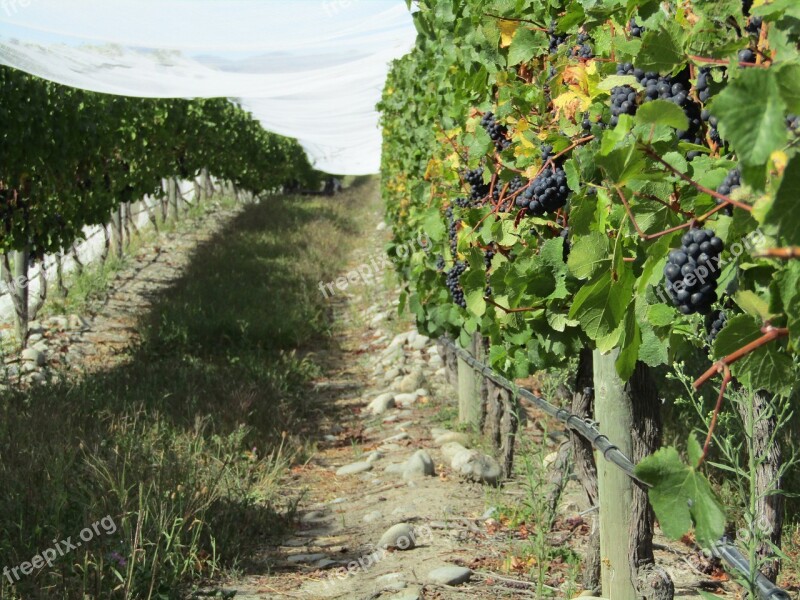 Grapes Vineyard New Zealand Winery Wine