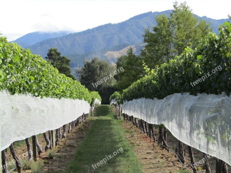 Vineyard New Zealand Grapes Mountains Vine