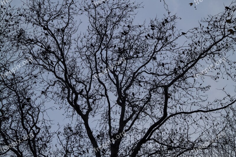 Tree Birds Bird Blue Nature