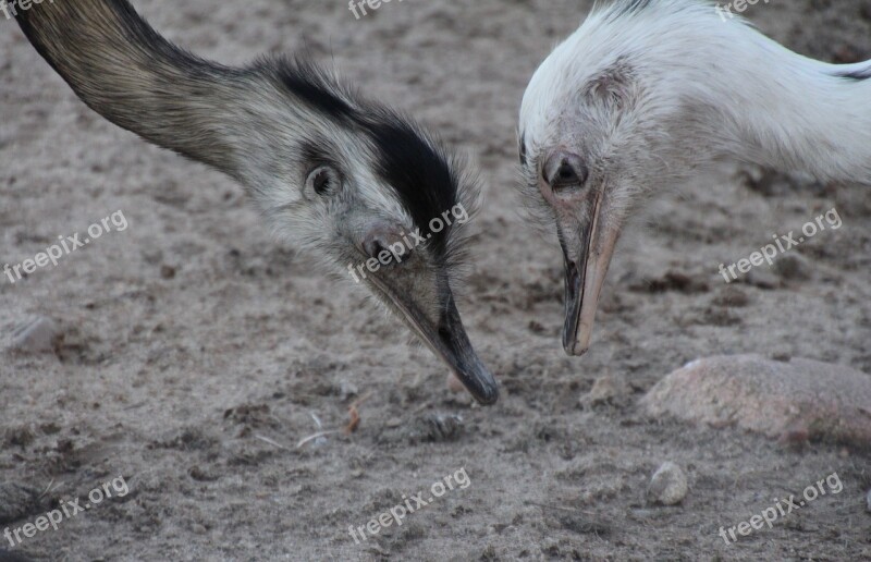 Rhea Bird Flightless Bird Head Close Up Peck