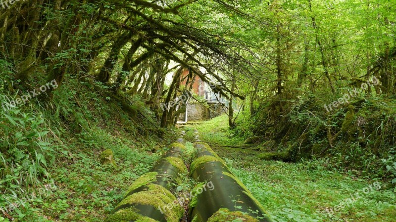 Hose Forest Tunnel Foam Free Photos