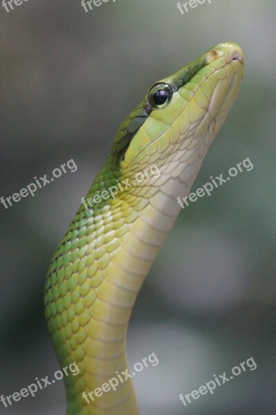 Sharpnose Snake Snake Non Toxic Green Snakes