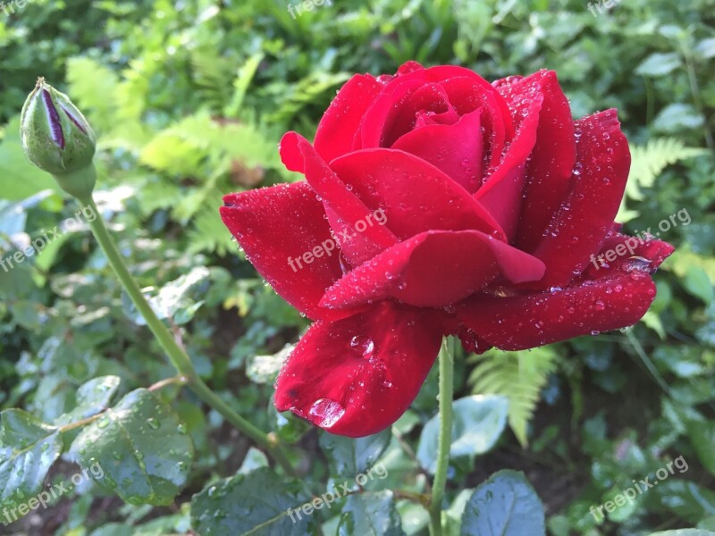 Flower Garden Rose Red Flower Red