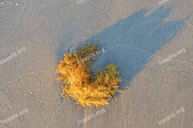 Beach Sand Spain Algae Sea