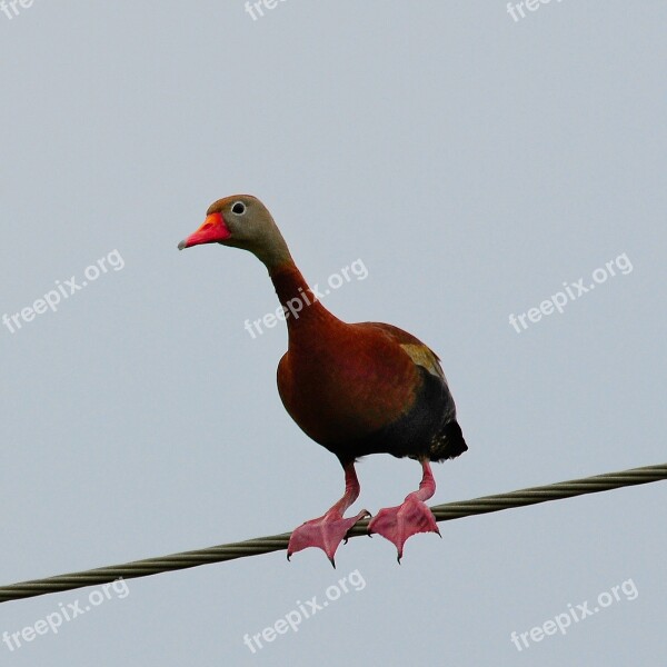 Black Bellied Whistling Duck Nature Wildlife Waterfowl Bird