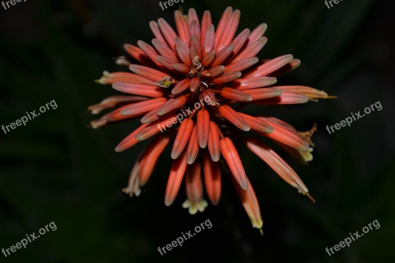 Cactus Flower Cactus Flower Free Photos