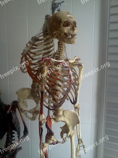 Skeleton Lab Anatomy Bones Free Photos