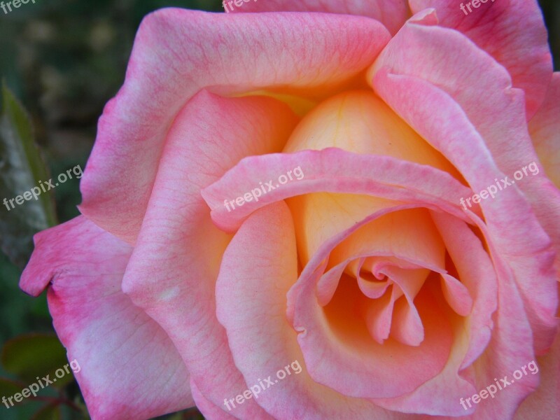 Pink Rose Flower Petal Love