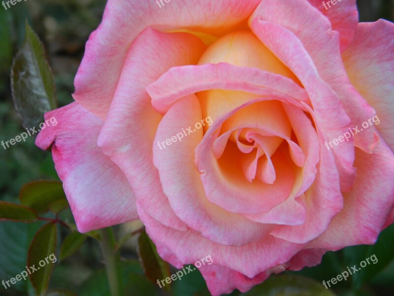 Pink Rose Flower Petal Love