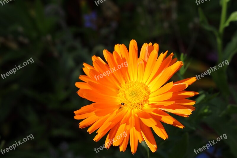 Marigold Orange Gardening Calendula Close Up