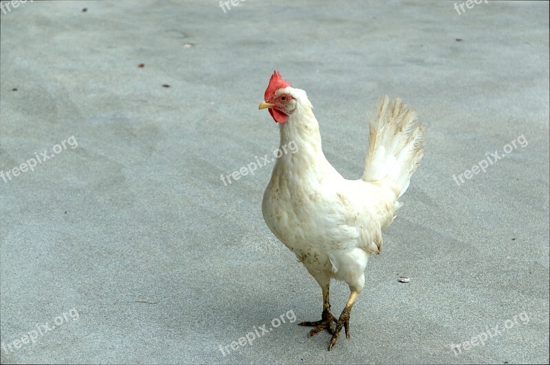 Chicken Hen White Poultry Livestock