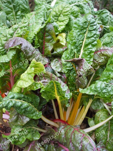 Chard Vegetable Patch Healthy Fresh Food