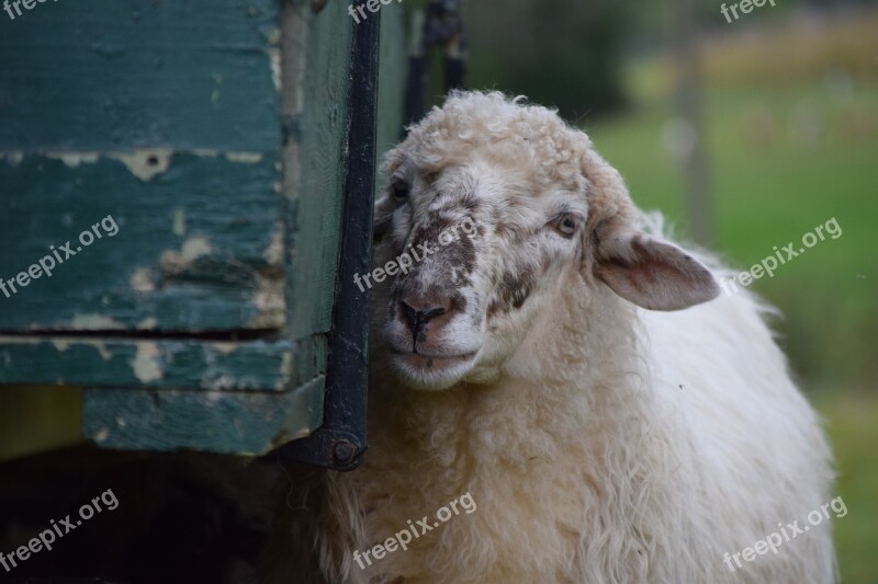 Sheep White Livestock Animal Wool