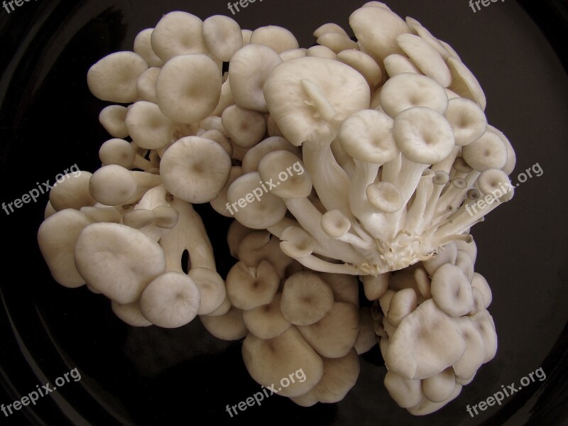 Shimeji Mushroom Fungus White Mushroom Food