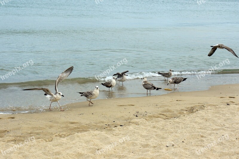 The Seagulls Beach Sea Sand Water