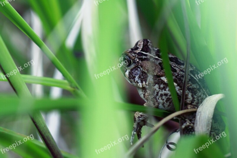 Frog Nature Green Grass Cute