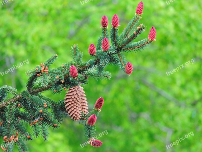 Conifer Brad Con Branch Green