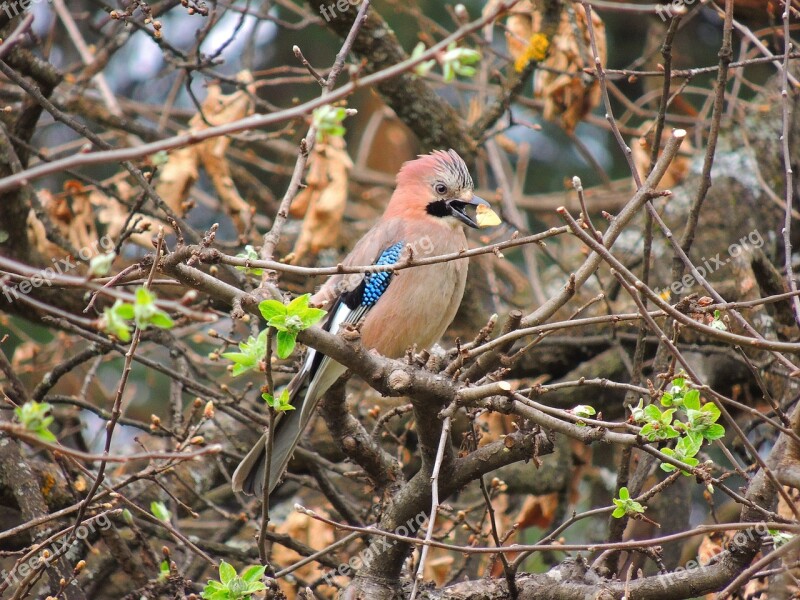 Eurasian Jay Birds Flight Food Twigs