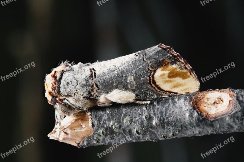 Nature Moth Camouflage Batesian Mimickry Bufftip