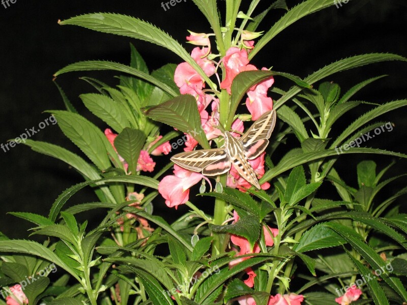 Hummingbird Moth Moth Flight Wings Flying Moth