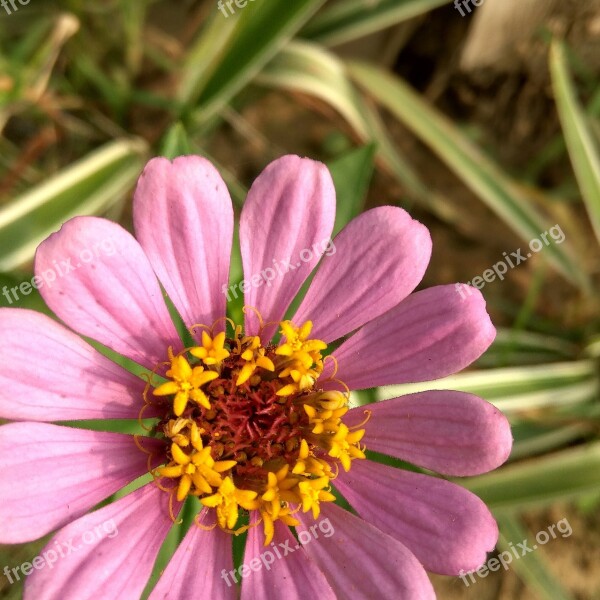 Flowers Garden Nature Green Summer