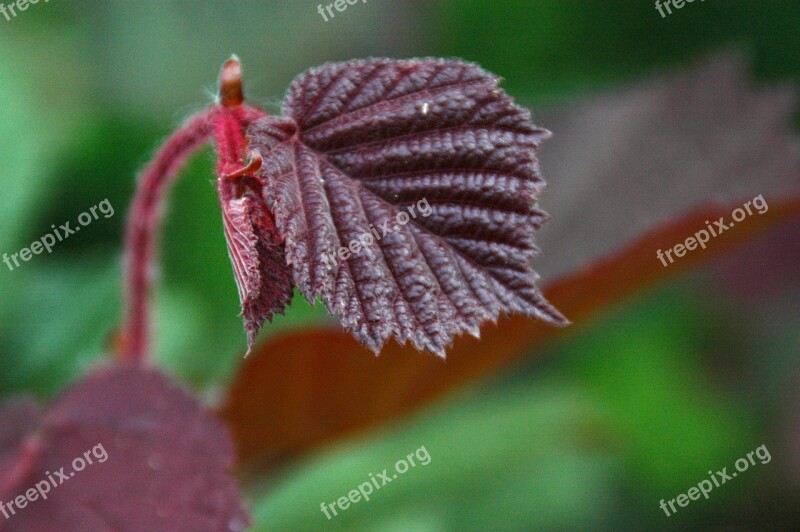 Leaf Hazelnut Bush Leaves Hazelnut Leaf