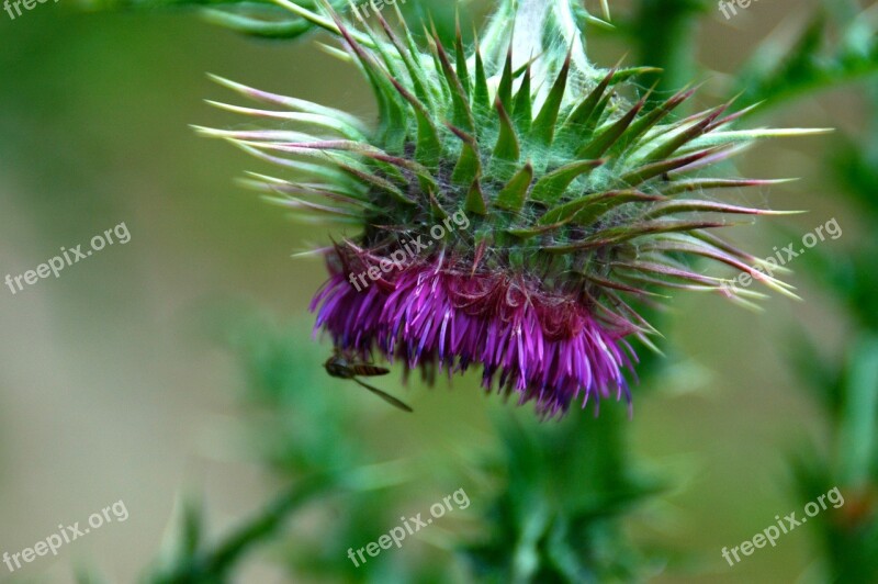 Thistle Blossom Bloom Flower Purple