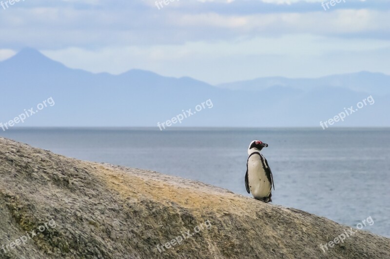 Penguin Jackass Lonely One Black-footed