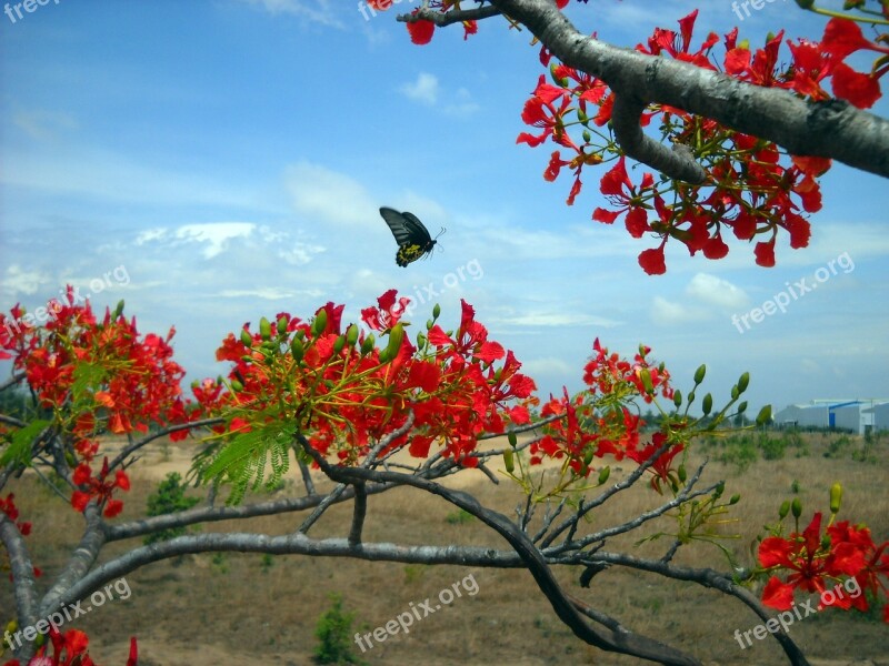 Vietnam Beautiful Fresh Asia Blooming The Morning