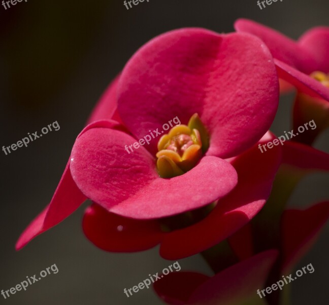 Red Flower Nysselig Thorn Christ Plant