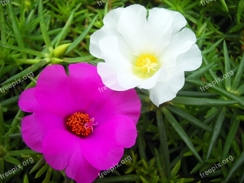 Portulaca Vietnam Beautiful Fresh Asia Blooming