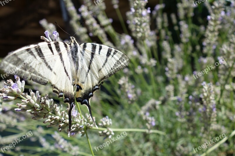 Butterfly Nature Bug Black White Garden