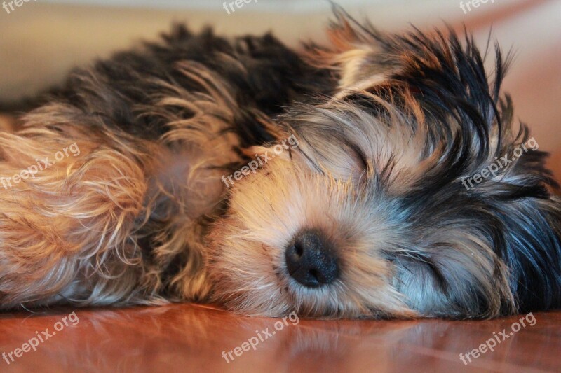 Sleeping Dog Yorkshire Terrier Puppy Free Photos