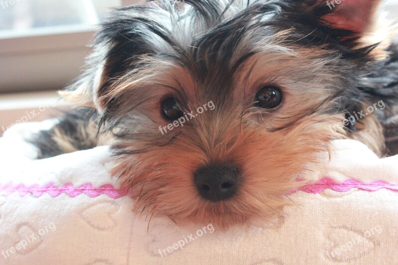 Yorkshire Terrier Puppy Dog Face Free Photos