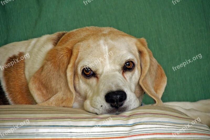 Dog Beagle Hound Friend Eyes