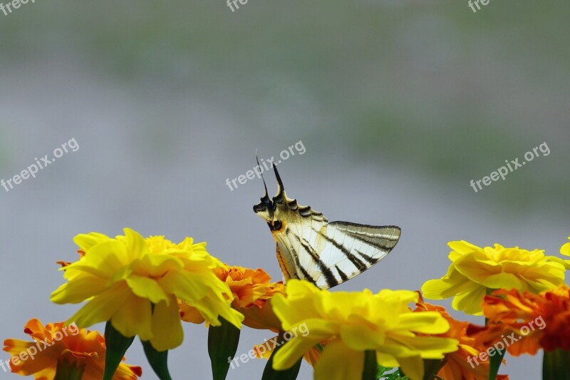 Flowers Marigold Butterfly Colors Silhouette