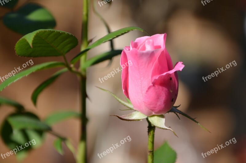 Iceberg Pink Rose Bud Fragrant Free Photos