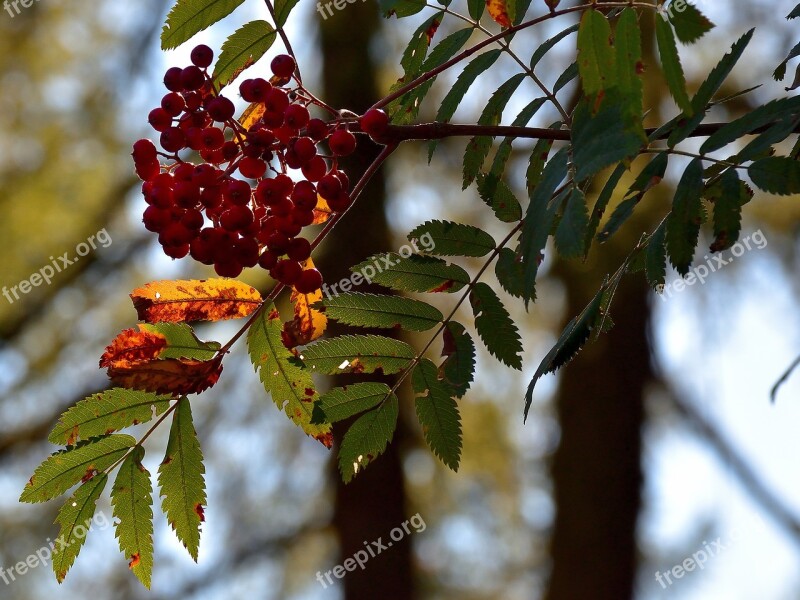 Berry Red Tree Nature Fruits Red