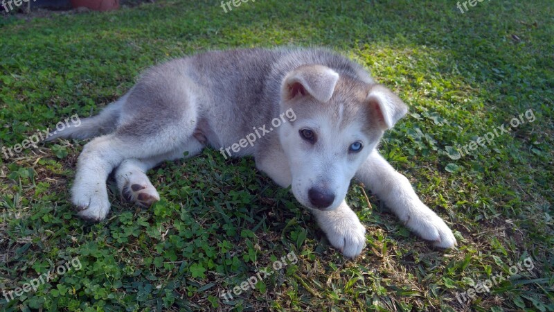 Siberian Husky Puppy Dog Animal