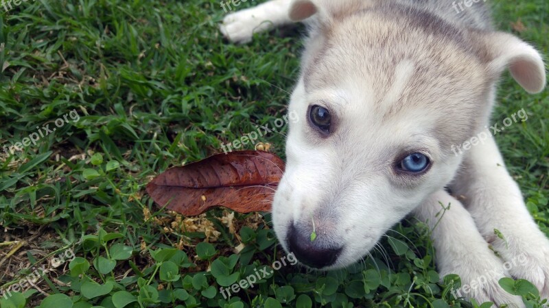 Cute Adorable Puppy Dog Young