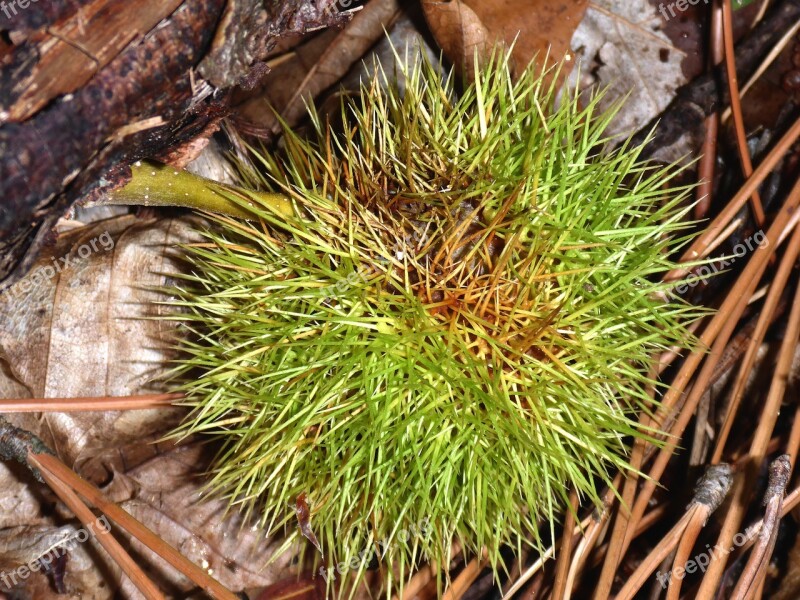 Chestnut Collect Edible Autumn Fruit