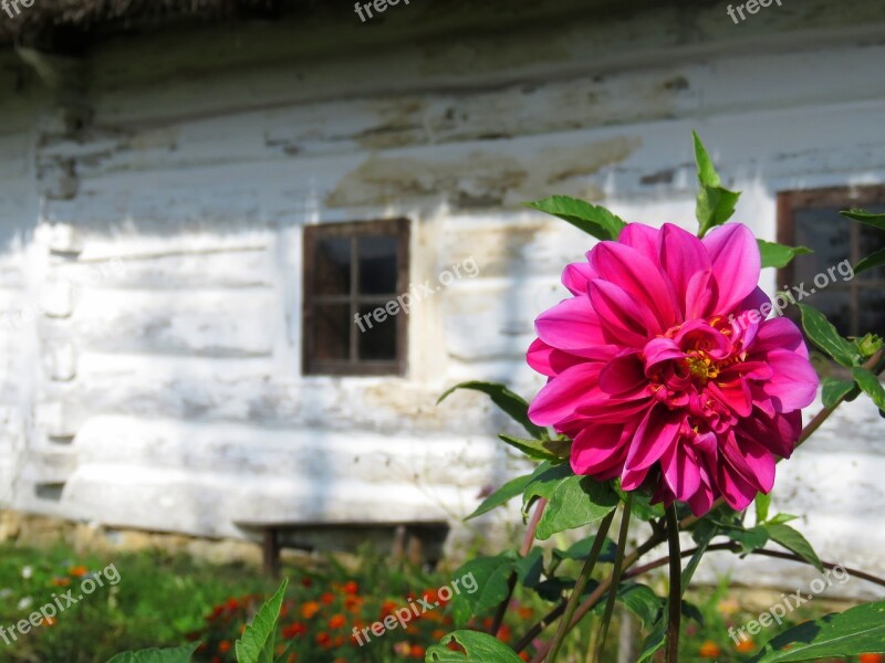 Mallow Flower Old Cottage Garden Window