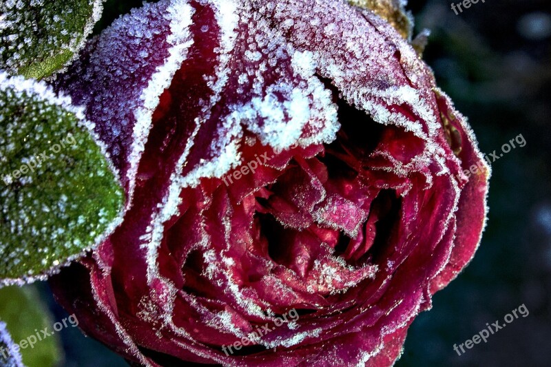 Winter Red Rose Frosty Flower Red Rose Free Photos