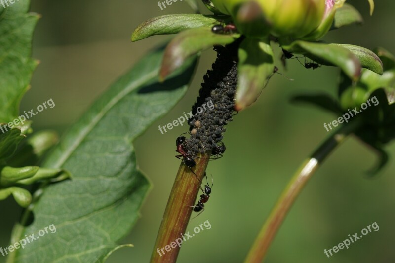 Ants Aphids Herd Farming Dahlia