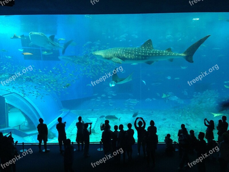 Aquarium Shark Crowd People Tourist Attractions