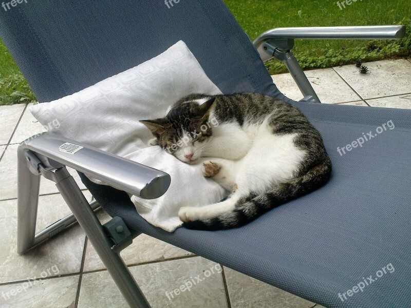 Cat Deck Chair Terrace Sleep Free Photos